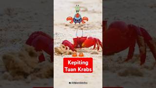 Tuan Krabs di dunia nyata🦀🦀 [upl. by Aba]