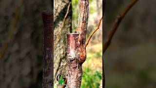 Apricot tree grafting satisfying shorts [upl. by Gran]