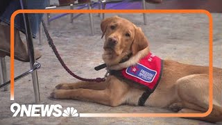 Avalanche help train future Freedom Service Dog [upl. by Robyn836]