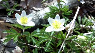 Vårens blommor i Sverige [upl. by Ardnoet]