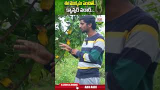 ఈ మొక్కను పెంచితే క్యాన్సర్ పరార్  Annona Montana Can Prevent Cancer  ABN Agri shorts [upl. by Kalin]