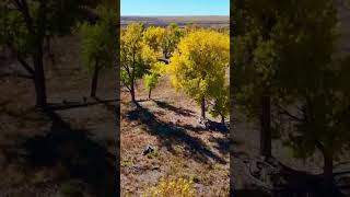 Shimmering GOLD Cottonwood trees in the Colorado High Plains [upl. by Nageam]