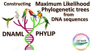 Constructing Maximum Likelihood Phylogenetic Trees from DNA sequences using Phylip [upl. by Ceciley]