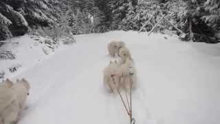 Sledtour with our Samoyeds 1Video [upl. by Alamak]