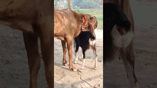 The goats are enjoying the best day of the year shorts short shorts। Cattle Farm 12oct e1 [upl. by Attiuqihc927]