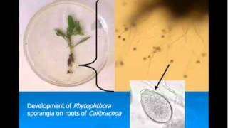 Biology of waterborne pathogens Part 2 [upl. by Yecac750]