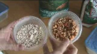 Crested Gecko Egg Incubating APS vs Perlite [upl. by Tenney281]