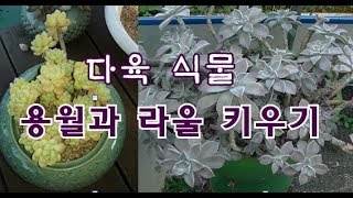 다육식물 용월과 라울 키우기 Graptopetalum paraguayense and Sedum Clavatum [upl. by Miriam]