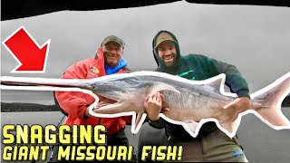 Fishing for HUGE Spoonbill  Missouri Lake of the Ozarks Snagging [upl. by Polad]