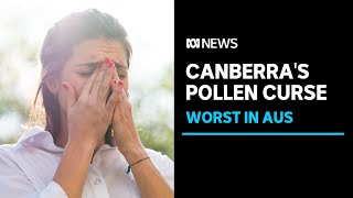 Canberrans with hay fever struggle through ACTs worst pollen season on record  ABC News [upl. by Siuqram]