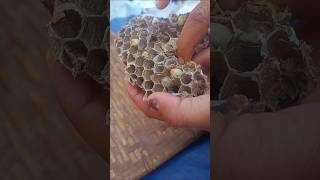 Removing Larva From Wasp Hornets Nest [upl. by Adnerb733]