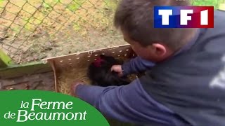 La Ferme de Beaumont dans lémission Reportages sur TF1 [upl. by Clute]