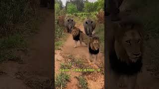 The lion lets the rhino pass AnimalWorld FantasticBeastsHere AnimalWorldHighlights Lion rhino [upl. by Given]