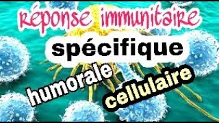 La réponse immunitaire spécifique à médiation humorale et à médiation cellulaire [upl. by Nowd]