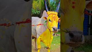 Mass bull 🐂♉erudhukattu jallikattu bull loveyoutub youtubeshorts trendingshorts viralvideo [upl. by Tavie]