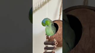 Jack Parrotlets 🦜birds parrotlet [upl. by Salvador517]