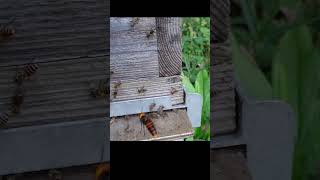 Giant Hornet Invasion Japanese Honeybee Nest Under Attack [upl. by Ayahc619]