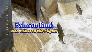 Salmon Run at Port Hope salmonrun nature fishing livestream [upl. by Ancalin197]