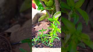 Ixora Flower plantlikesharesubscribe youtubeshorts [upl. by Mannes555]