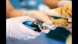 How To Trim Cat Finger Nails 2 short cats [upl. by Ahgiel744]