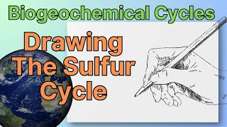 Biogeochemical Cycles Drawing The Sulfur Cycle [upl. by Atnuahc]