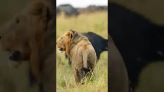 Lion’s Ultimate Buffalo Hunt  Wild Survival Instincts [upl. by Sidra]