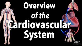 Cardiovascular System Overview Animation [upl. by Anelle]