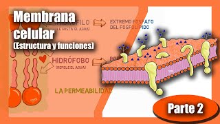 La célula Membrana celular Estructura y funciones  Bicapa lipídica  Biología Parte 2 [upl. by Portie]