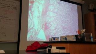 Adrenal Gland Histology [upl. by Crosse]