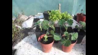 How to Propagate Geraniums from Cuttings [upl. by Iphigenia83]