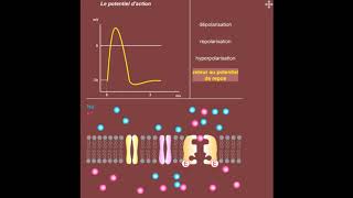 Le potentiel daction [upl. by Hagerman]