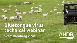 Bluetongue Virus  Schmallenberg Virus  AHDB Webinar [upl. by Kcirnek305]