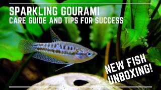 New Fish Unboxing  Sparkling Gourami Care Guide [upl. by Apeed]