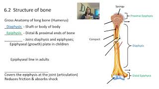 Skeletal system and bone tissue [upl. by Dnomyar]