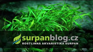 Cryptocoryne parva  Kryptokoryna nízká  Akvarijní rostliny  SURPANcz [upl. by Reldnahc853]