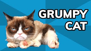 Grumpy Cat The Story of Tardar Sauce the Famous Grumpy Cat Meme That Brought Joy  Meme History [upl. by Nereus596]