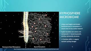 Lesson 44  AMF hyphosphere microbiome hyphobiome [upl. by Barbabas]