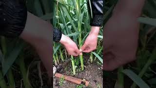 How to extract fresh garlic sprouts machinetools automobile bambooindustry pottery bambooplant [upl. by Melburn]