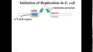 E coli Replication Initiation [upl. by Tommy]