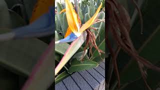 Strelitzia reginae  Bird of Paradise  Crane Flower  Strelicja królewska 🌾 [upl. by Aihc]