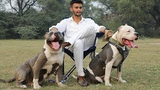 XXL American PitbullBully Dog Breeder Mr Deep Bhullar [upl. by Rodl]