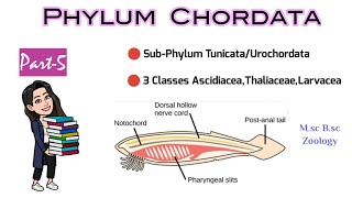 Part5 Classification of UrochordataTunicataSea Squirts3 ClassesAscidiacea Thaliaceae Larvacea [upl. by Elocal]