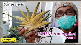 SANSEVIERIA ED EBY  PATENS [upl. by Leirrad]