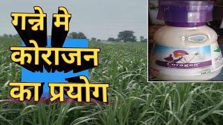 गन्ने में कोराजन का प्रयोग  coragen in Sugarcane🎋🎋coragen [upl. by Arlie]