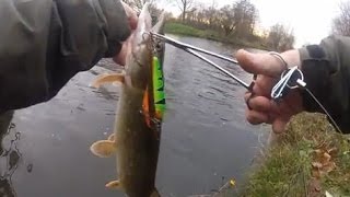 Snoekvissen in een ondiepe polder GoPro [upl. by Ap363]