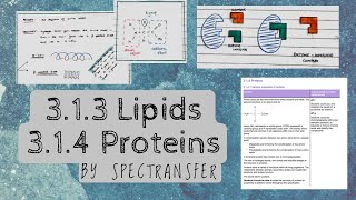 EASY REVISION AQA Alevel Biology 313 Lipids amp Proteins by SpecTransfer [upl. by Luane232]