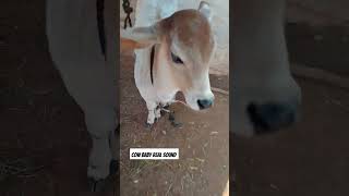 😅 गाय के बछड़े की रियल आवाज 🤪 shorts cow sound [upl. by Nyssa720]