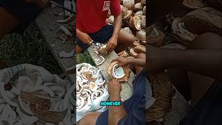 skilled workers cutting coconuts [upl. by Anaz52]