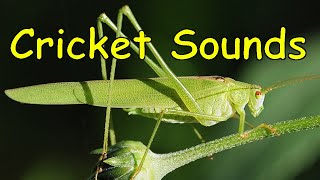 Cricket Sounds 3 different sounds [upl. by Ellerrehs]