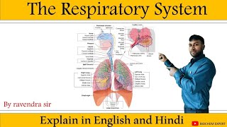 respiratory system anatomy amp physiology in HindiOrgan structure functions disorder of respiration [upl. by Harriette]